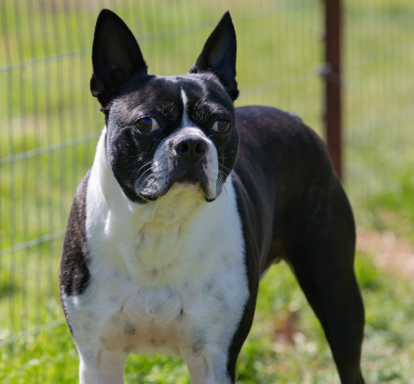 Things To Do Hidden Paws 